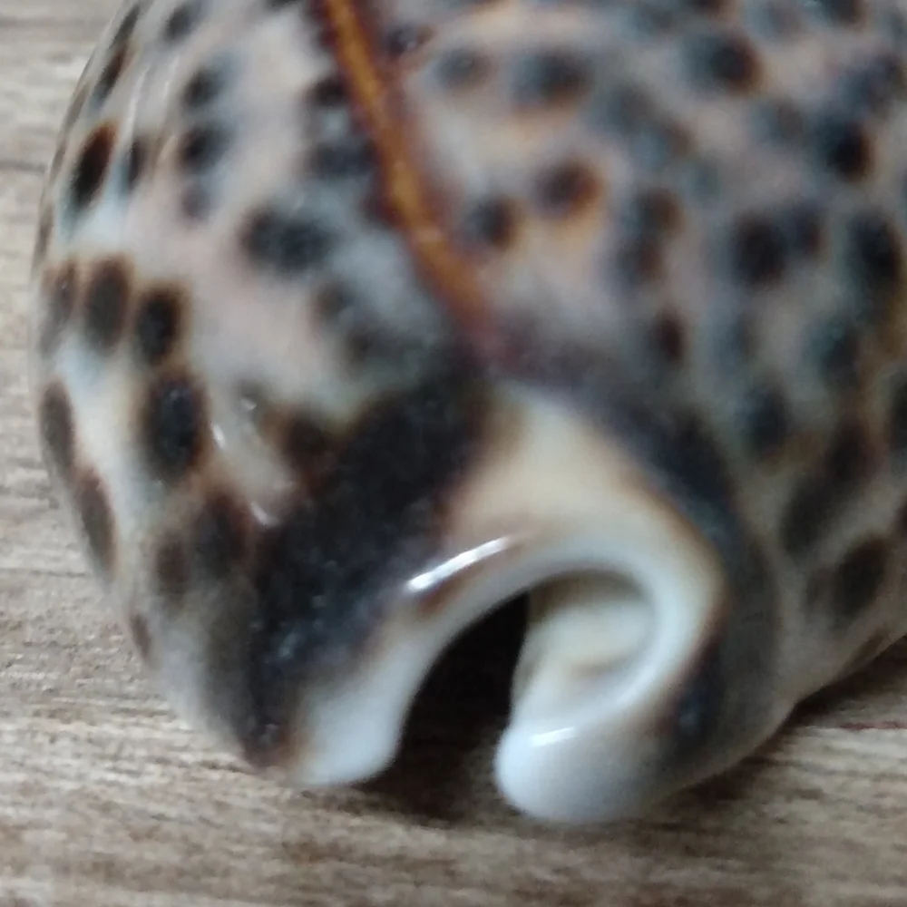 Shell 🐚 Mini - Picture 3 of 4